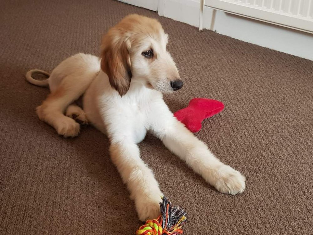 Alfie lying down.jpg