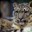 snowleopard