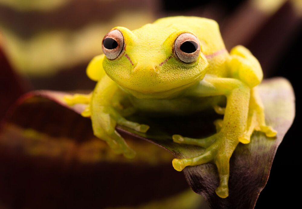 Polka-dot-tree-frog.jpg
